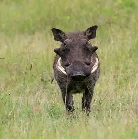 Nord-kivu : des animaux du Parc des Virunga détruisent les champs à Kibumba