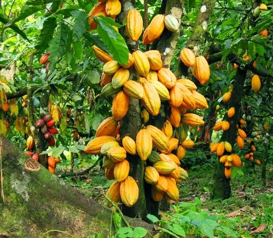 Nord-Kivu : une amende de 200 kg de cacao pour tout voleur arrêté à Beni
