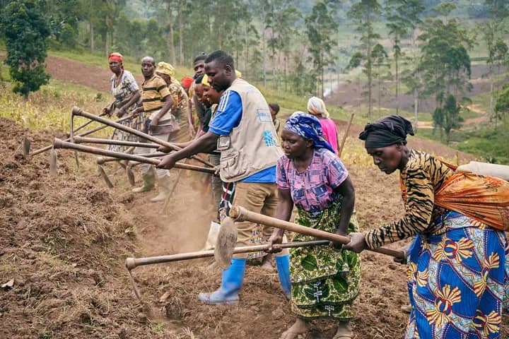 Début difficile de la saison agricole : manque de semences de qualité signalé à Gisigari