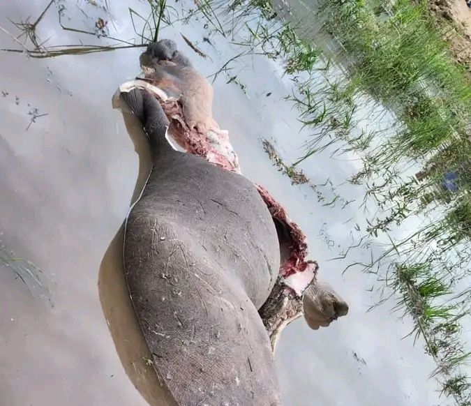 Uvira : un hippopotame abattu à Kavimvira après son apparition près des habitations