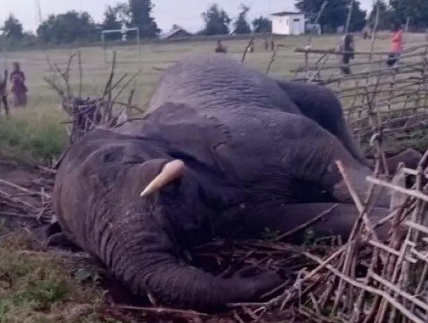 Photo d'illustration, d'un éléphant abattu.