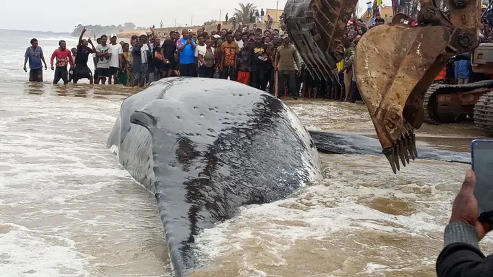 Baleine décédée à Moanda, dans la province du Kongo-Central, en République démocratique du Congo (RDC.)