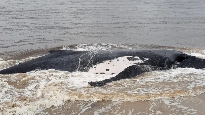 Muanda : émotions et inquiétudes, la baleine géante est finalement mise en terre