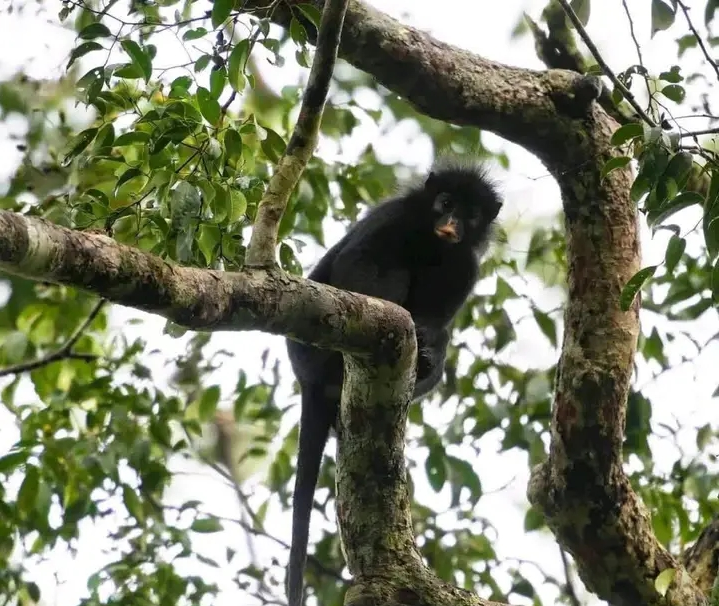 le « Likweli », une nouvelle espèce de singe découverte dans le parc de la Lomami, à cheval sur les provinces de la Tshopo et du Maniema, en RDC.