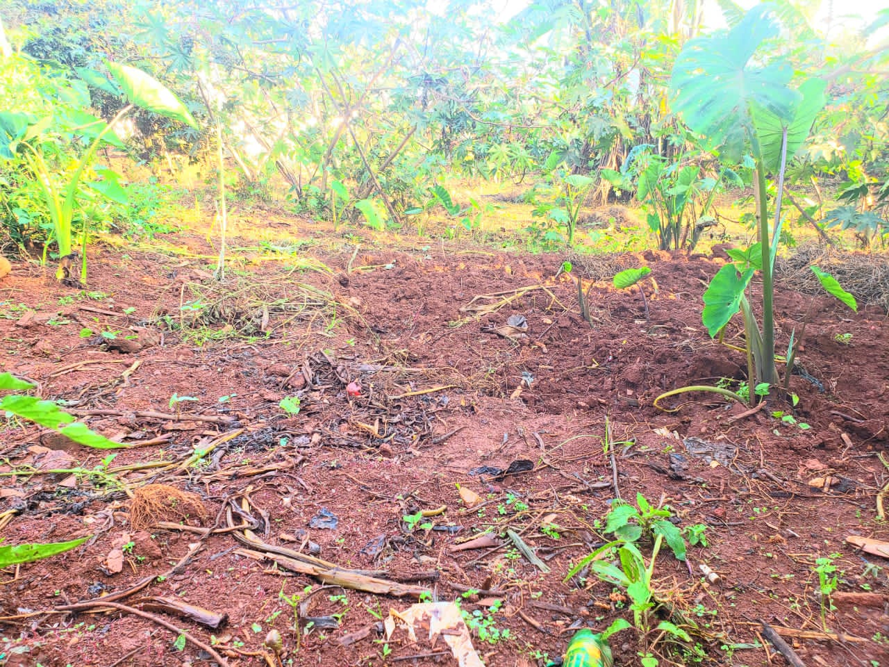 Nord-Kivu : les agriculteurs reprennent les champs malgré l’insécurité et le manque de semences à Mwenye