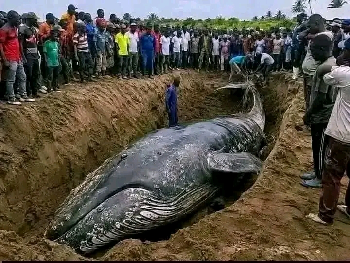 Muanda : la baleine enfouie depuis neuf semaines sera exhumée pour des études scientifiques