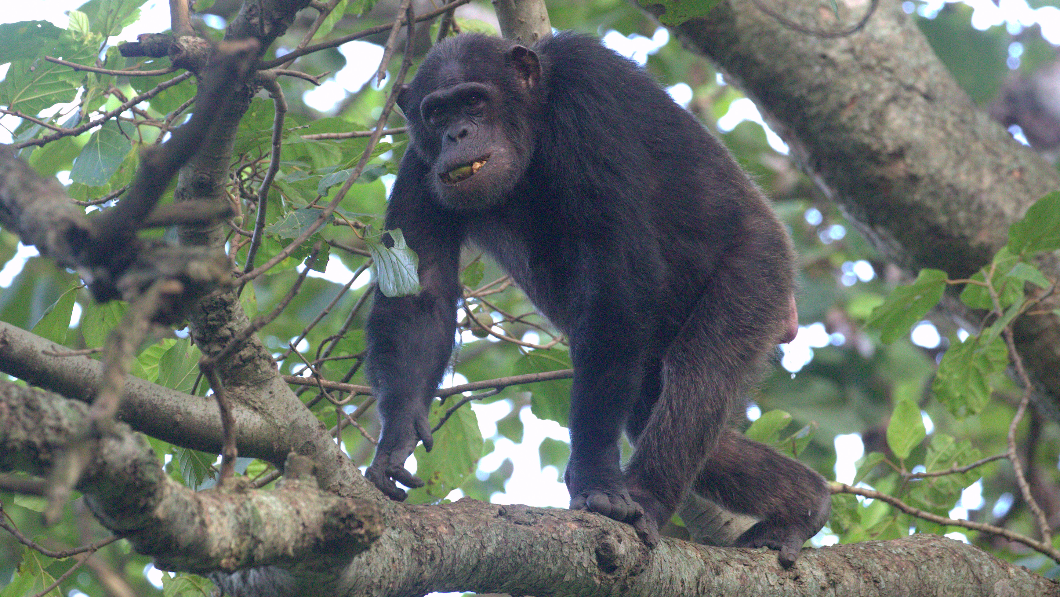 Walikale : quatre morts après une intoxication présumée liée à la consommation de viande de singe