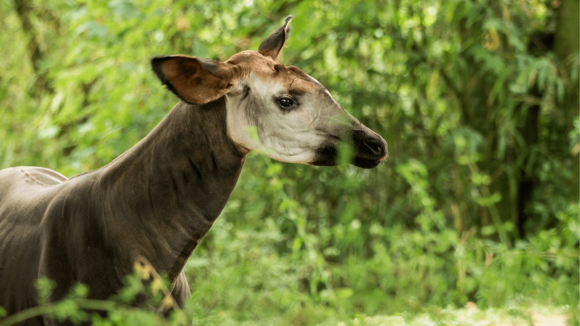 Okapi